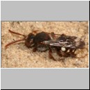 Nomada alboguttata - Wespenbiene w10 8mm.jpg